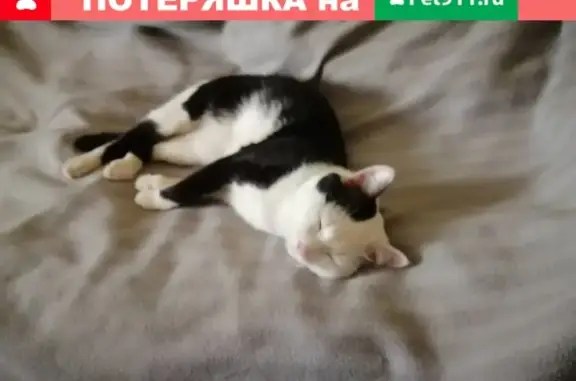 Кошки потеряшки, Ижевск, фото: Потеряшка кошка Тихон в Ижевске