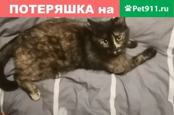 Пропала чернокоричневая кошка в Москве.