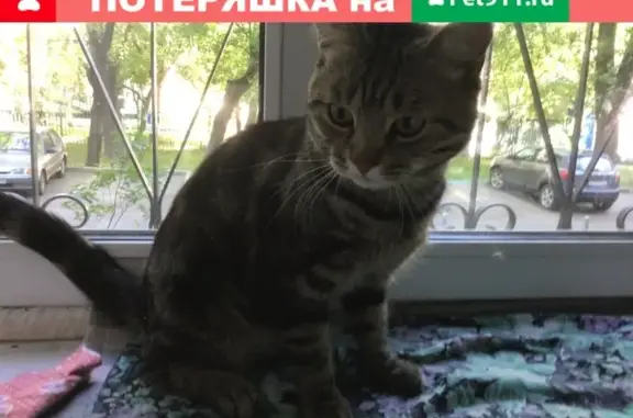 Найден домашний кот в Москве 23 мая