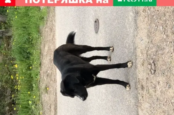 Собака с ошейником в Санкт-Петербурге.