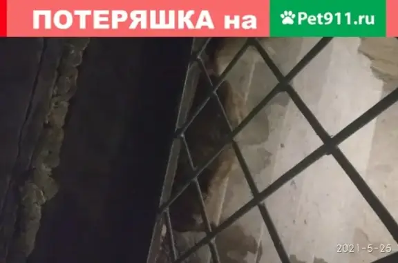 Найдена серо-коричневая кошка в Петрозаводске