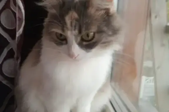 Кошки потеряшки, Казань, фото: Потеряшка кошка в Высокогорском районе, вознаграждение!