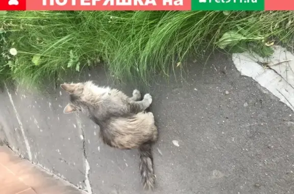 Молодой котик найден в Москве
