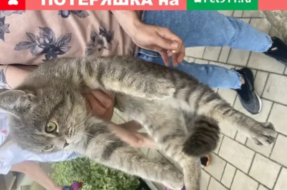 Кошка найдена в Воронеже