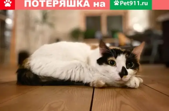 Пропала кошка Пятнышко в Одинцово, Московская область.