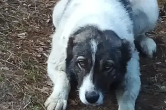 Найдена собака в районе Смоленского, Канск, Красноярский край