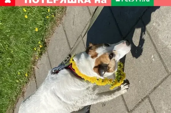 Пропала собака в районе Тимирязевского парка и Ильинского шоссе