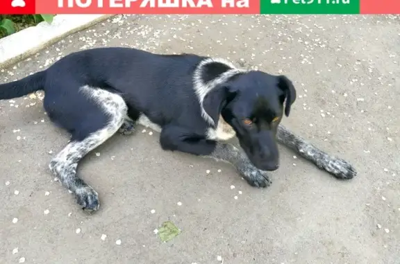 Найдена собака Мальчик на ул. Лабужского в Оренбурге