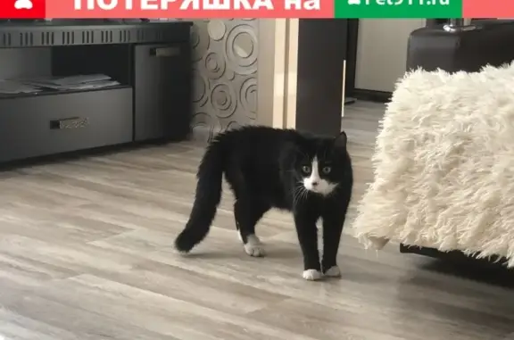 Найден черно-белый котик в Хабаровске