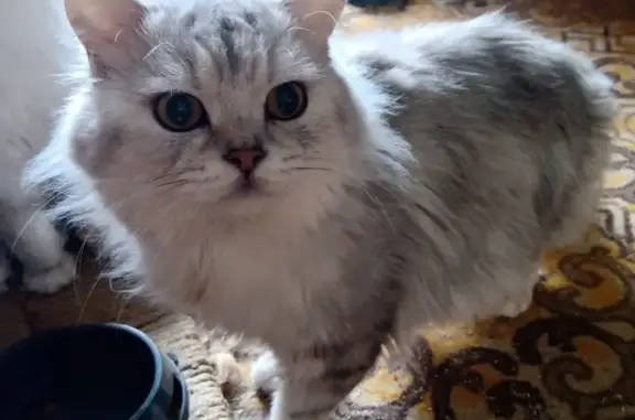 Кошки потеряшки, Москва, фото: Потеряшка кот Басик, ул. Герасима Курина, д. 4, к.4