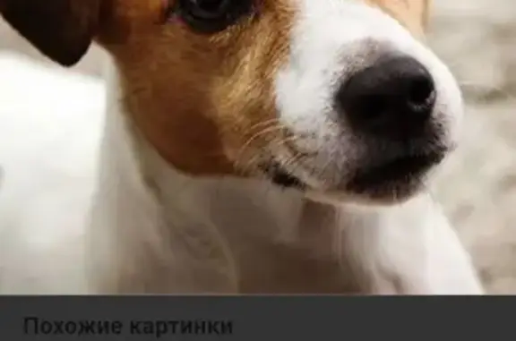 Пропала собака в Красноярске на станции Пугачева