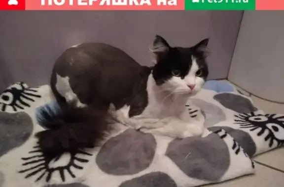 Пропала домашняя кошка в Барнауле