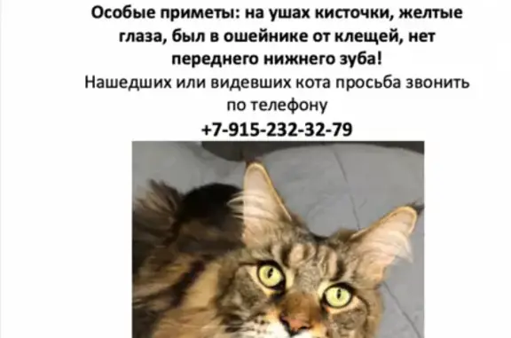 Пропала кошка Мейн-кун в Наро-Фоминске
