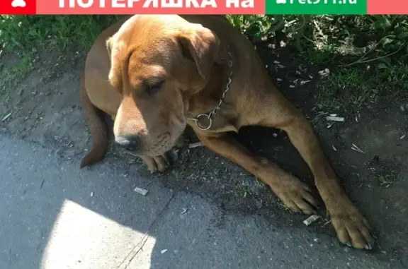 Собака найдена на аллее искусств в Чебоксарах.