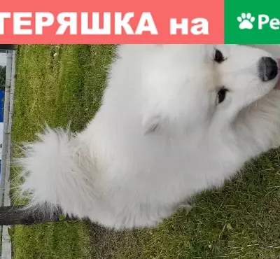 Собака потерялась в Green Market, Калининград