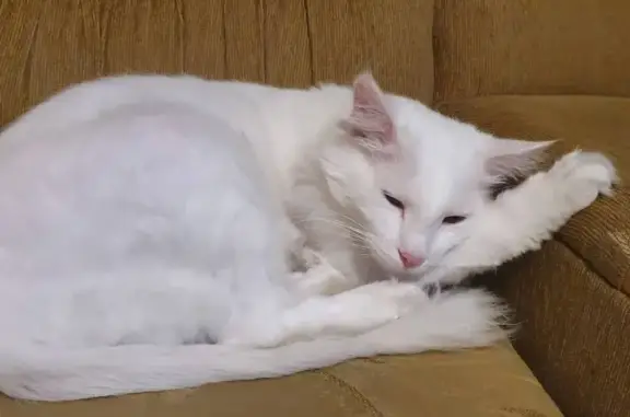 Кошки потеряшки, Владивосток, фото: Потеряшка белый кот в Чайках, вознаграждение.