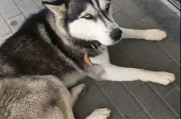 Собака найдена возле р.П.Ждановский в Кстовском районе