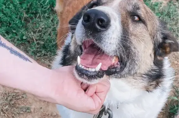 Найдена собака Вилли, 3 года, метис овчарки, ищет дом в Москве.