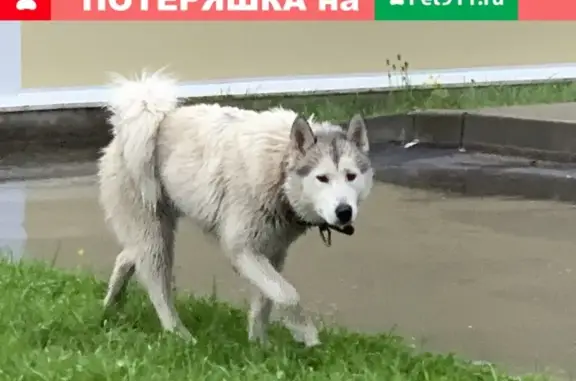 Потеряшка-собака в Посёлке Сосново, Озерная 4, СПб