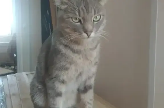 Найден домашний кот с разбитым носом в Москве.