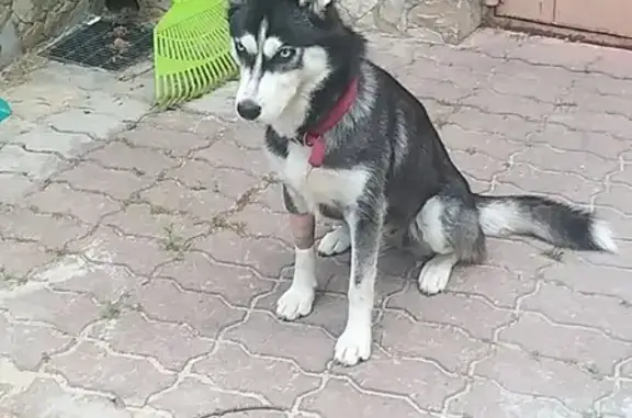 Найдена собака в Краснопахорском поселении, Подольск
