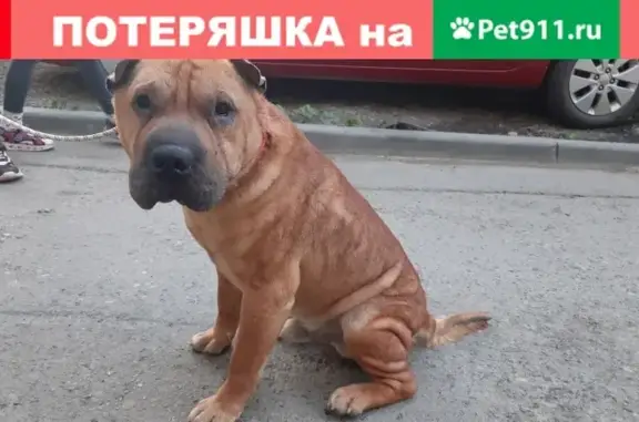 Собака найдена возле юж. автовокзала, нужны хозяева (Екатеринбург)