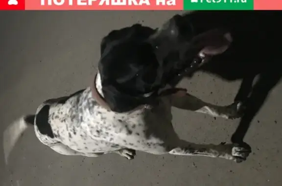 Собака найдена на Левенцовке в Ростове.