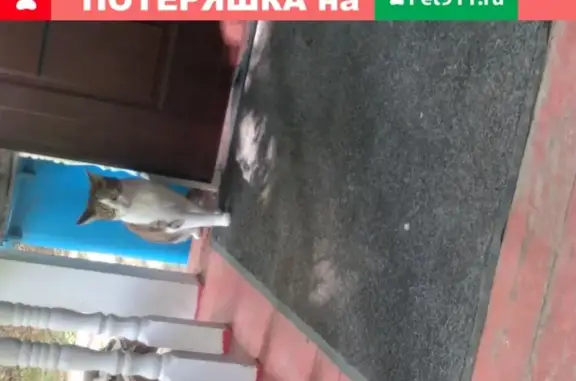 Пропала кошка Мурка на ул. Чайковского, Балашиха.