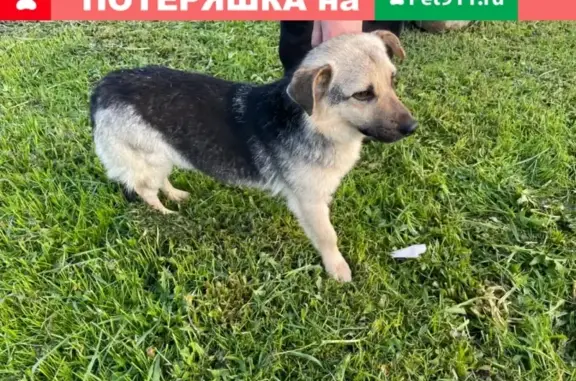 Найден щенок с голубым ошейником в Санкт-Петербурге