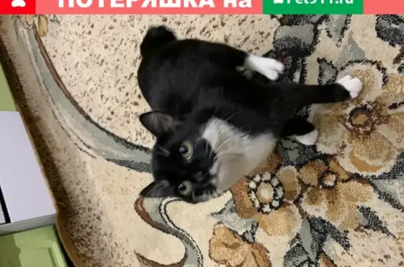 Пропал кот Кыс в Тюмени с ошейником и без хвоста