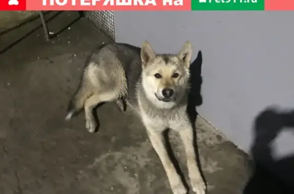 Найдена собака на Невском в Петрозаводске