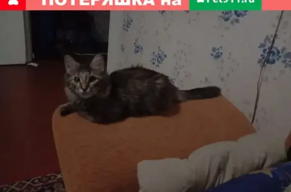 Кошки потеряшки, Тольятти, фото: Потеряшка кошка Малыш на Новопромышленной 9