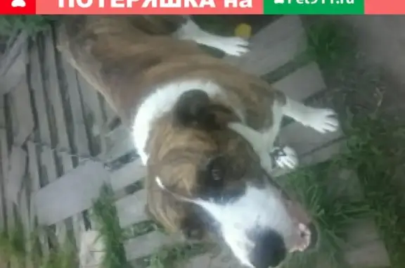 Пропала собака в д.Старниково, вознаграждение гарантировано