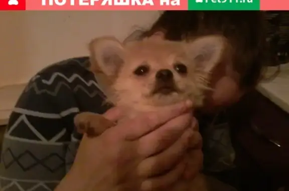 Собаки потеряшки, , фото: Потеряшка собака в ст. Каневской, ул. Высоцкого 38