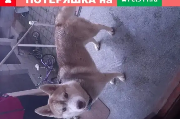 Собака Сучка найдена в деревне Услонь