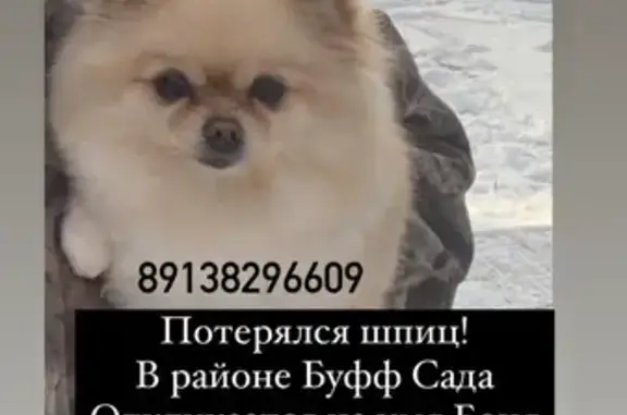 Собаки потеряшки, Томск, фото: Потеряшка собака Боня в районе буф-сад Томск