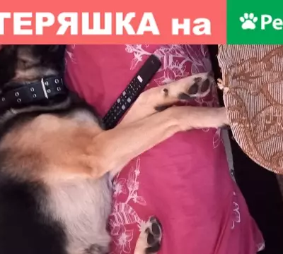 Собака-кобель найдена в Санкт-Петербурге