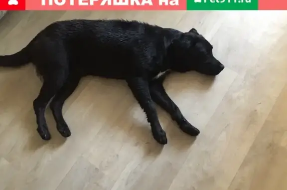 Найдена чёрная собака с белой полоской в Н.Новгороде