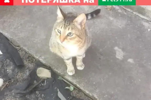 Найдена беременная кошка в Старокорсунской, Краснодар