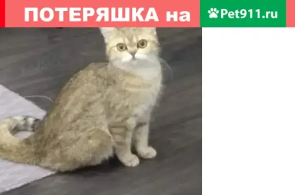 Пропала кошка на Дубнинской 12к4 в Москве