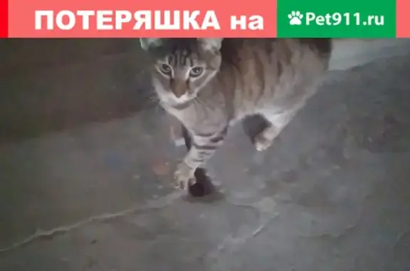 Найдена кошка в подъезде в Екатеринбурге
