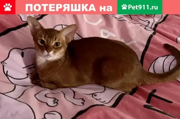 Пропала кошка Веснушка на 2-й Парковской, Иваново