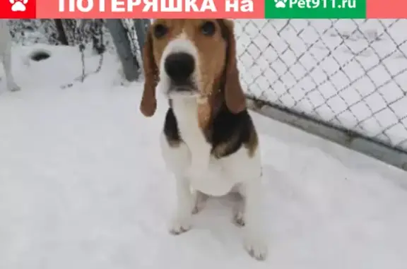 Пропала собака в Кольчугинском районе, Владимирская область