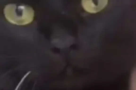 Кошки потеряшки, Казань, фото: Потеряшка кошка Мальчик в Казани с белым усом и ошейником