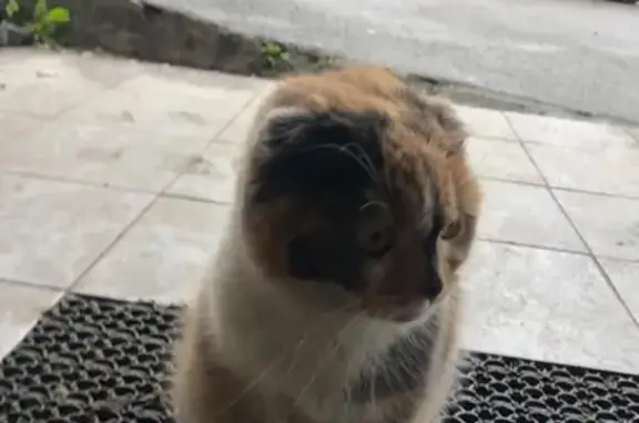 Найдена кошка в Василеостровском районе