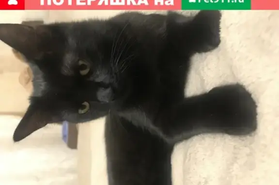Пропала кошка Бонни в Москве
