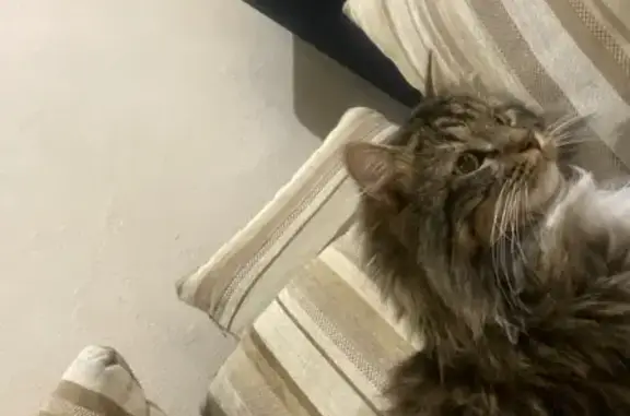 Пропала кастрированная кошка со сколотым клыком в Ставрополе
