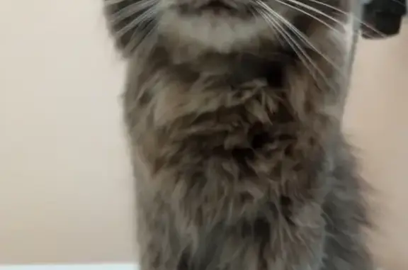 Найдена кошка, Уфа, фото: Уфа: Найдена ласковая кошка