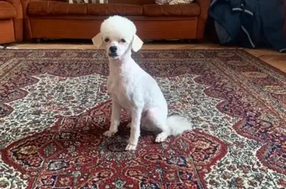 Пропала собака белого окраса по кличке Бим, аллергик, потерялась на трассе у кафе в районе Новоселово.