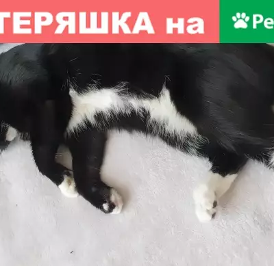 Пропала домашняя черно-белая кошка в Химках, Ивановская улица, 3к1